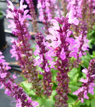 Meadow Sage Lyrical™ Rose